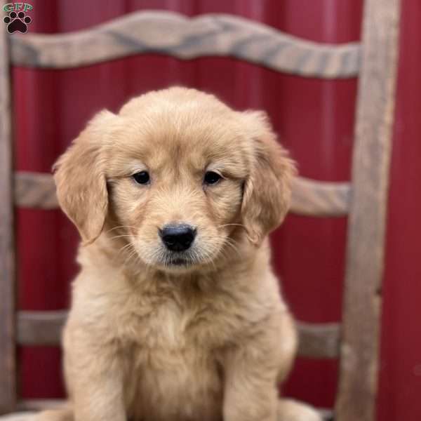 Kisses, Golden Retriever Puppy